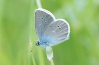 Cyaniris semiargus