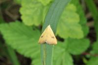 Rivula sericealis