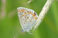 Polyommatus icarus