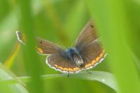 Aricia agestis