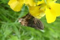 Abrostola triplasia
