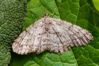 Hypomecis punctinalis