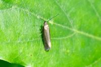 Glyphipterix fuscoviridella
