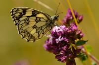 Melanargia galathea