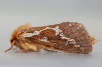 Korscheltellus lupulinus