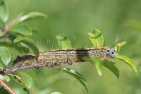 Malacosoma neustria