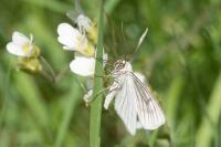 Siona lineata