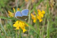 Lysandra bellargus