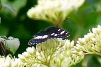 Limenitis reducta