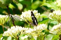 Limenitis reducta