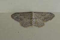 Idaea seriata