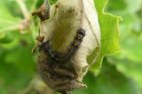 Lymantria dispar