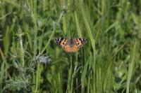 Vanessa cardui