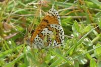 Melitaea cinxia