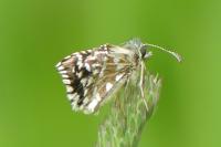 Pyrgus malvae