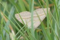 Scotopteryx luridata/mucronata