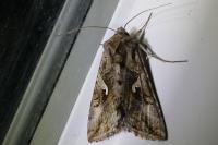 Autographa gamma