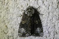 Craniophora ligustri