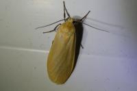 Wittia sororcula