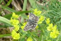 Pyrgus malvae