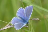 Polyommatus icarus