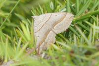 Scotopteryx luridata/mucronata