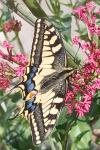 Papilio machaon