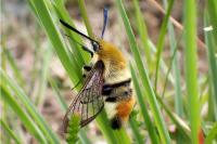 Hemaris tityus