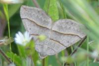 Scotopteryx luridata/mucronata