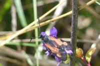 Zygaena trifolii