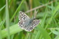 Pyrgus malvae