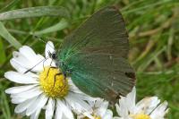 Callophrys rubi