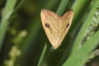 Rivula sericealis