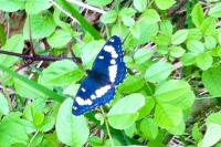 Limenitis reducta