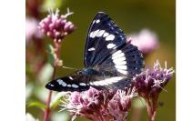 Limenitis reducta