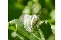 Anthocharis cardamines