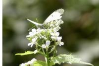 Anthocharis cardamines