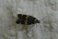 Oegoconia