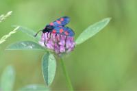 Zygaena trifolii