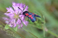 Zygaena trifolii