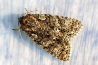 Acronicta rumicis