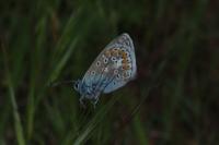 Polyommatus icarus
