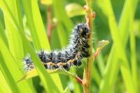 Saturnia pavonia