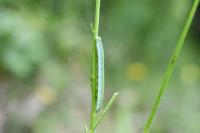 Anthocharis cardamines