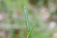 Anthocharis cardamines