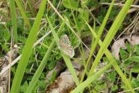 Lysandra bellargus