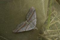 Scotopteryx luridata/mucronata