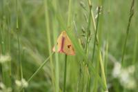 Diacrisia sannio