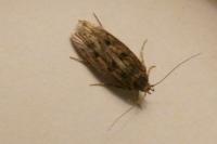 Hofmannophila pseudospretella