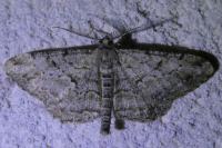 Peribatodes rhomboidaria